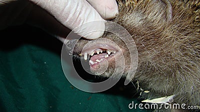 Hedgehog. Exotic veterinarian examines a hedgehog mouth, dentistry, teeth. wildlife vet holding an European animals. wild animals Stock Photo