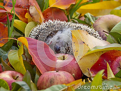 Cute Hedgehog in the garden - nice autumnal picture Stock Photo