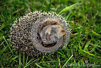 Hedgehog on grass Stock Photo