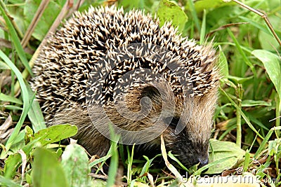 Hedgehog in grass Stock Photo