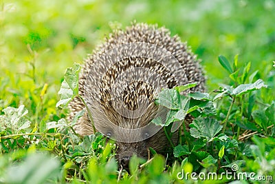 Hedgehog on the grass Stock Photo