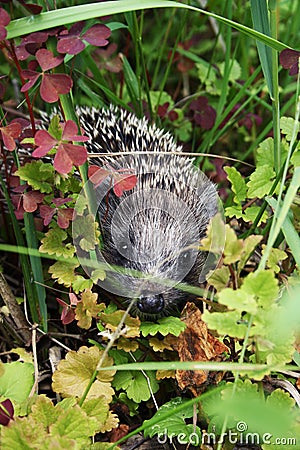 hedgehog in the grass Stock Photo