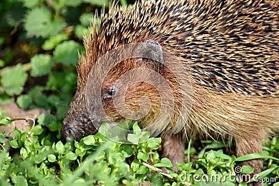 Hedgehog on the Grass Spring Animal Head Portrait Stock Photo Stock Photo