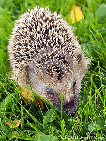 Hedgehog on the green grass Stock Photo