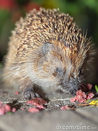 The hedgehog has pieces of sausage. Stock Photo