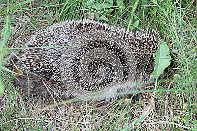 Hedgehog Stock Photo