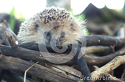Hedgehog looks out of the pile of branches waiting for prey Stock Photo