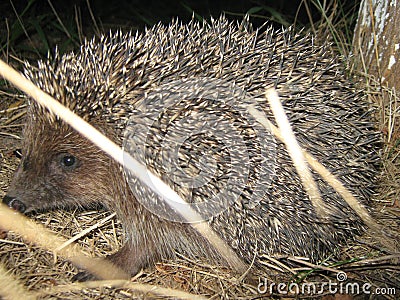 Little hedgehog went out on his first hunt. Stock Photo