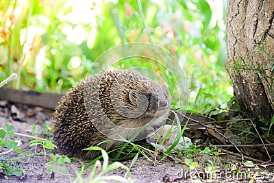 Hedgehog, scientific name: Erinaceus Europaeus, wild, aboriginal, European hedgehog. Stock Photo