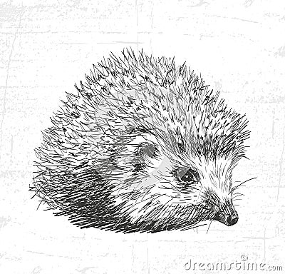 Hedgehog. See also the other sets of animals. Vector Illustration