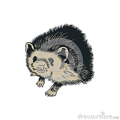 Hedgehog. Spiny forest animal. Cute porcupine isolated on white background. Vector engraved hand drawn old vintage sketch for Vector Illustration