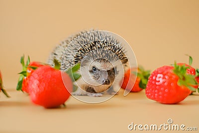 Hedgehog and strawberry berries.food for hedgehogs. Cute gray hedgehog and strawberries.Baby hedgehog.strawberry harvest Stock Photo