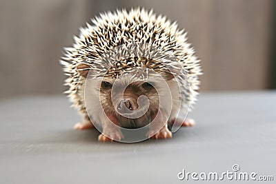 Hedgehog (two weeks) Stock Photo