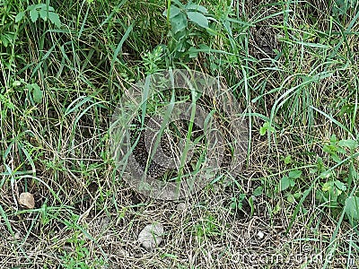 Hedgehog walks in the grass Stock Photo