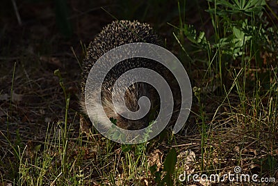 Hedgehog walks in grass in the garden Stock Photo