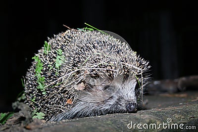 The hedgehog walks at night Stock Photo