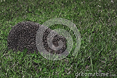 Hedgehog, wild animal with cute nose close up. Native European adult little hedgehog in green grass Stock Photo