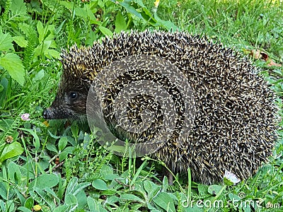 Hedgehog wild animalin green grass with cute nose, nature concept Stock Photo