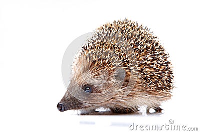 Hedgehog wild animal studio quality Stock Photo