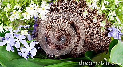 Hedgehog with wild flowers Stock Photo