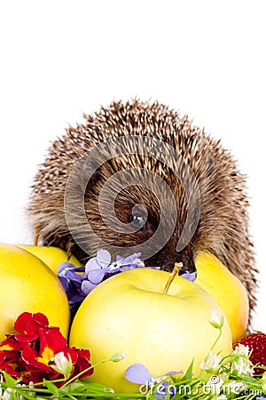 Hedgehog, wild flowers and apples Stock Photo