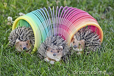 3 hedgehogs in the slinky on the lawn Editorial Stock Photo