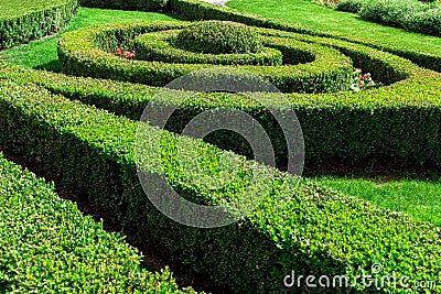 Hedger molded and planted in a row and in circles. Stock Photo