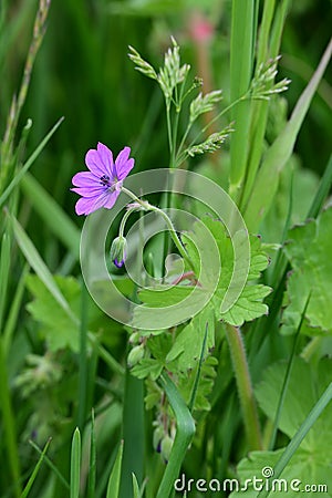 Hedgerow Cranesbill - Geranium pyrenaicum, Norfolk, England, UK. Stock Photo