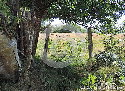 Hedgerow with fenced field Stock Photo