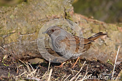 Hedgesparrow Stock Photo