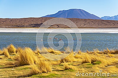 Hedionda Lagoon and James Flamingo, Bolivia Stock Photo
