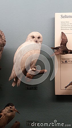 Hedwig Editorial Stock Photo