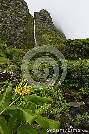 Hedychium gardnerianum (Kahili ginger, Kahila garland-lily, or ginger lily) Stock Photo