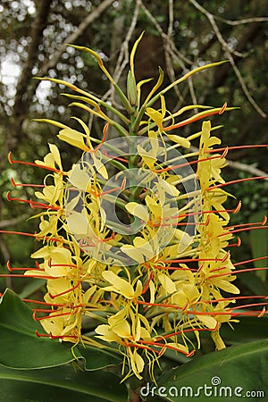 Hedychium spicatum Stock Photo