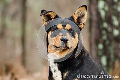 Heeler Cattledog Shepherd mixed breed dog Stock Photo