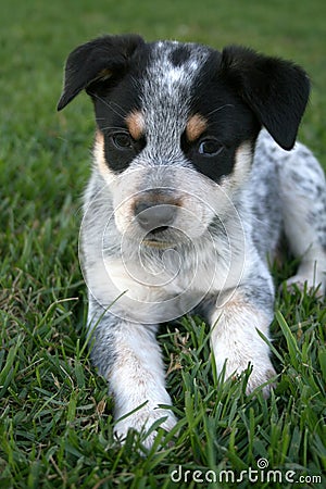 Heeler Pup 3 Stock Photo