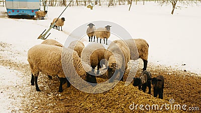Sheep Suffolk lambs bio winter organic farm ewe corn silage fodder feeding baby flock white herd British breed domestic Stock Photo