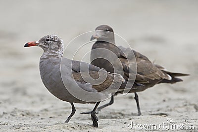 Heermann-meeuw, Heermanns Gull, Larus heermanni Stock Photo