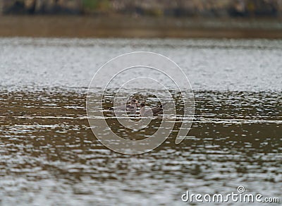 Heermann`s Gull dancing and playing at seaside Stock Photo