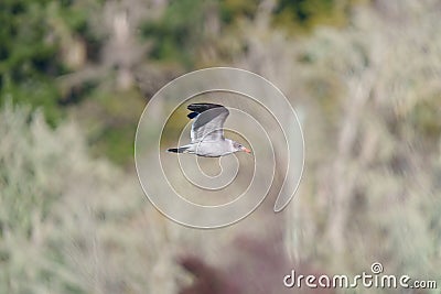 Heermann`s Gull flying at seaside Stock Photo