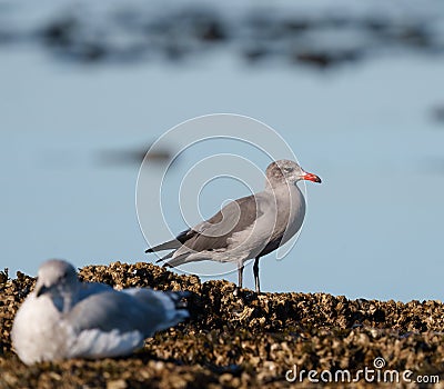 Heermann's Gull resting at seaside Stock Photo