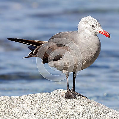 Heermanns Gull, Nonbreeding Adult Stock Photo