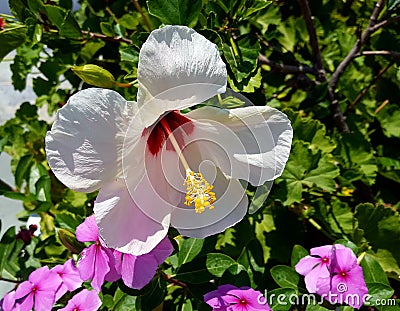 White Gumamela Flower Stock Photo