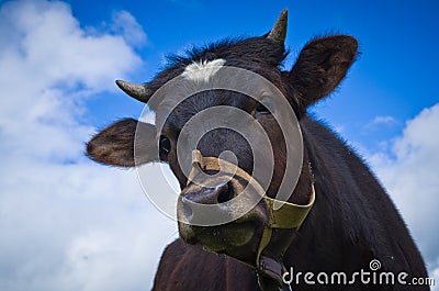 Heifer On A Leash Stock Photo