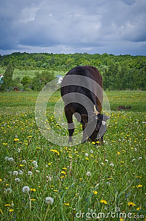 Heifer On A Leash Stock Photo