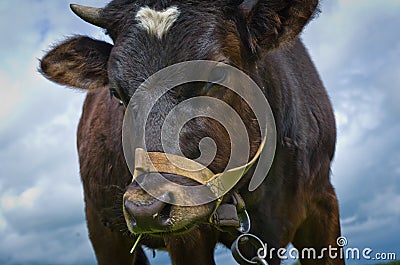 Heifer On A Leash Stock Photo