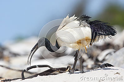 Heilige Ibis, Sacred Ibis, Threskiornis aethiopicus Stock Photo