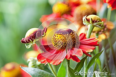 Helenium Stock Photo