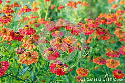 Helenium flower. Season autumn background Stock Photo