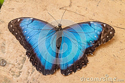 Helenor Morpho butterfly Stock Photo
